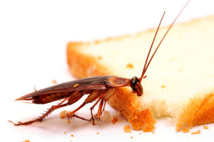 Cockroach Control in Ambur