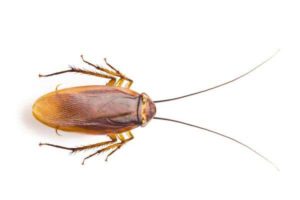 Cockroach Control in Pernambut