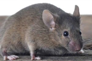 rat control in vellore