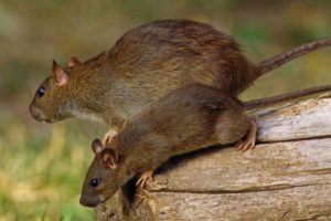 Rat control service in Gudiyatham