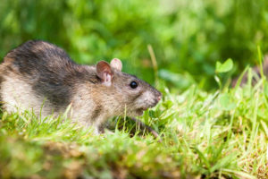 Pest control in Gudiyatham