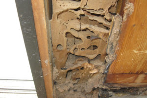 Anti termite treament in Gudiyatham