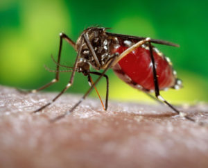Mosquito control service in Vellore